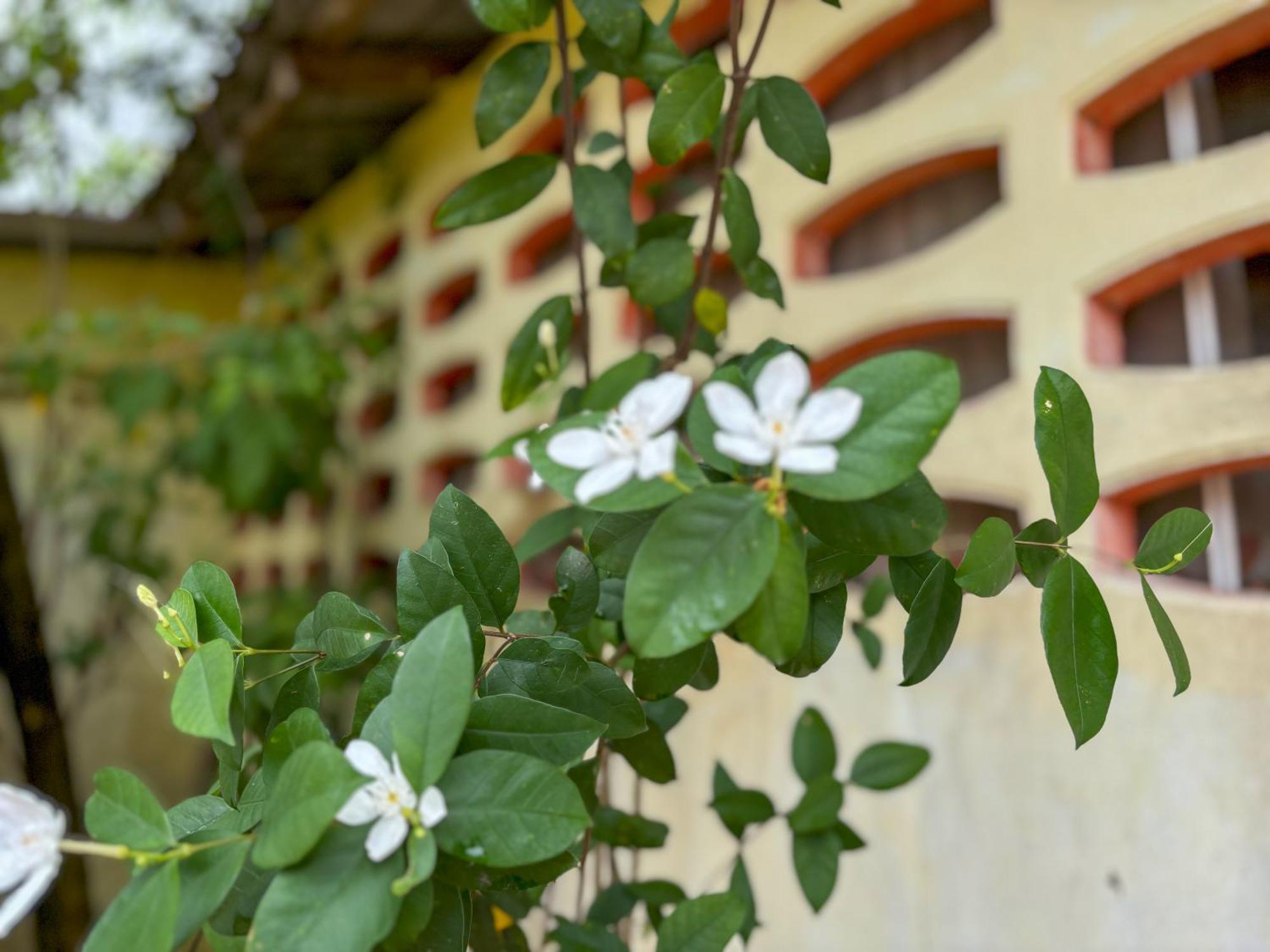 Bed and Breakfast Les Fleurs House Кхаулак Экстерьер фото
